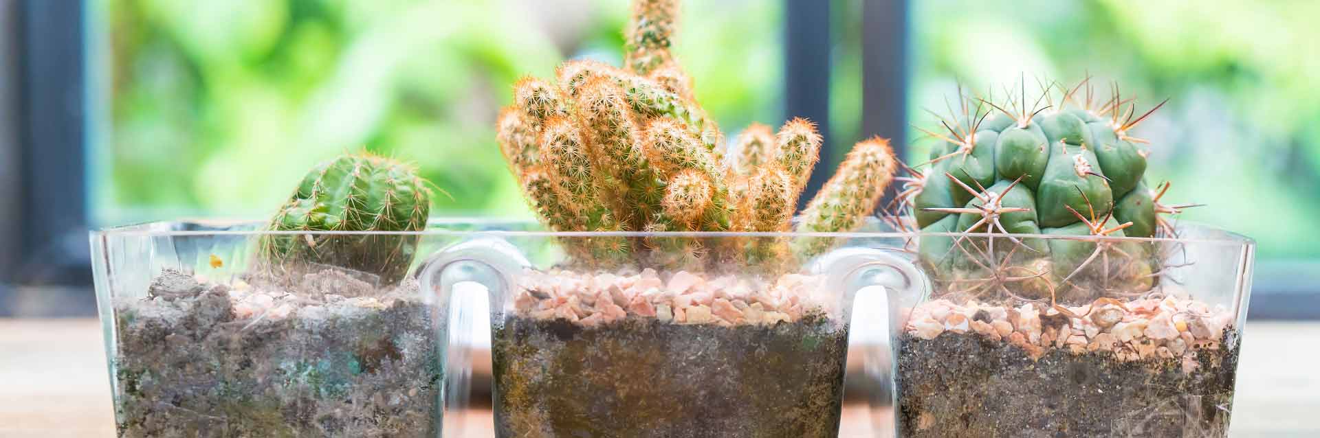 Como fazer um terrário: passo a passo simples