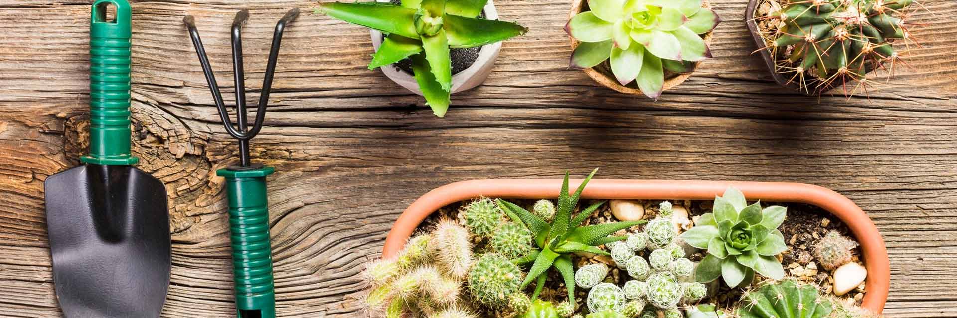 Saiba quais são as plantas resistentes ao sol