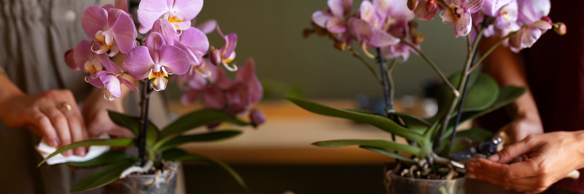 Como fazer muda de orquídea: veja 5 dicas principais